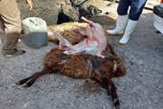 کشف و ضبط 4 لاشه گوسفند کشتار غیرمجاز در شهرستان تربت جام